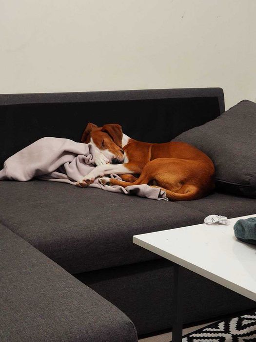 Подарявам куче Гонче на около годинка