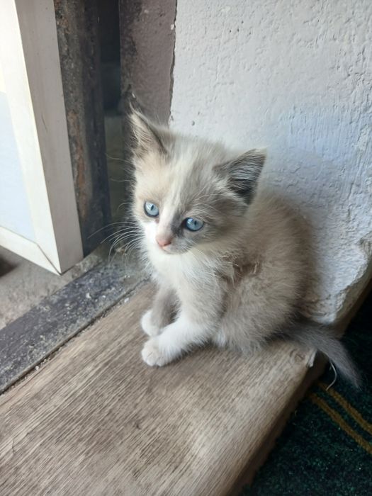 Котята девочка.             .