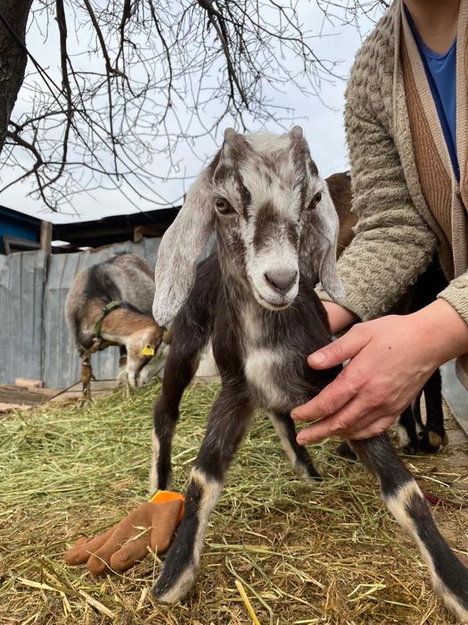 Ешкі және лақтар теке бар