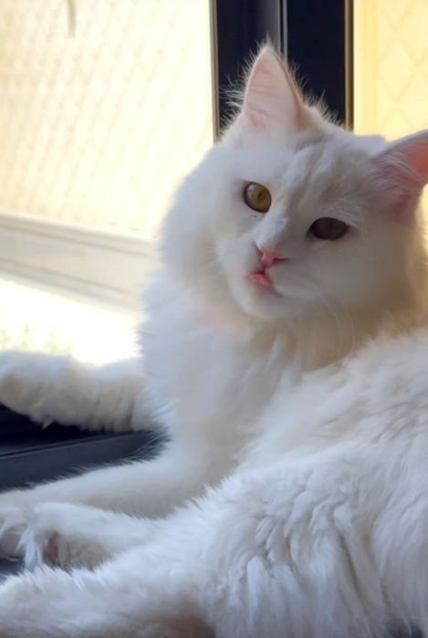 Сибирская Siberian продаётся