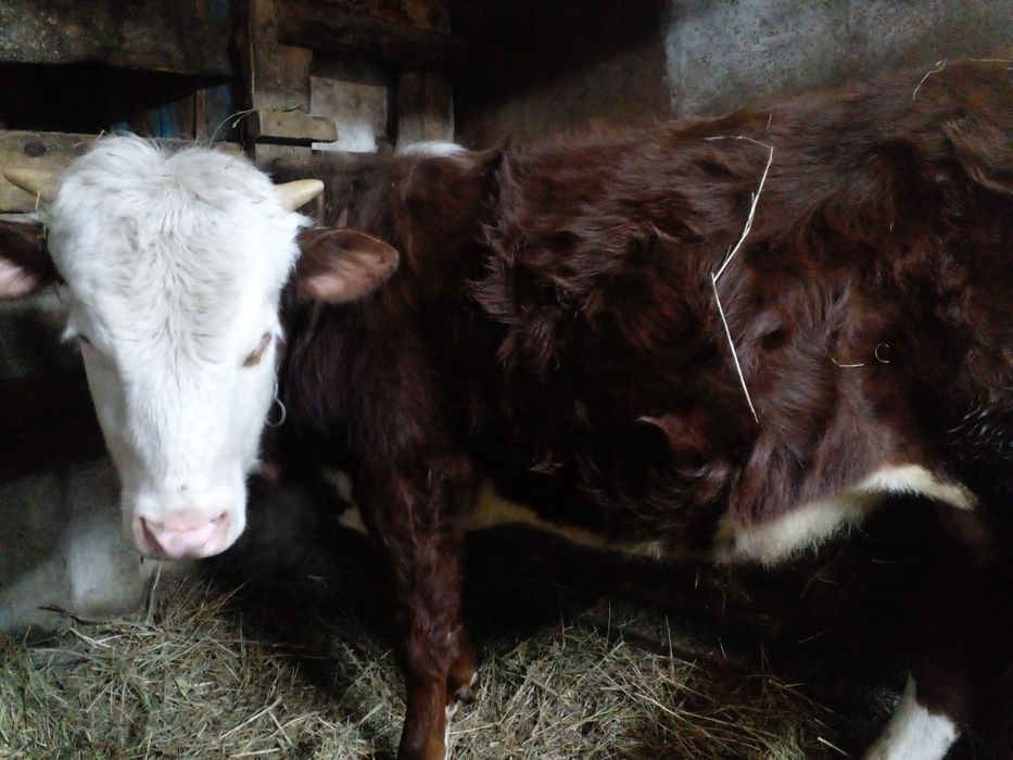 Продам годовалого бычка