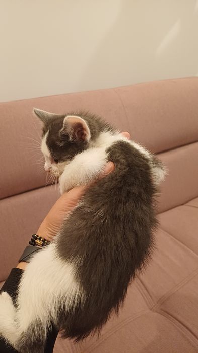 Adopție pentru un suflet