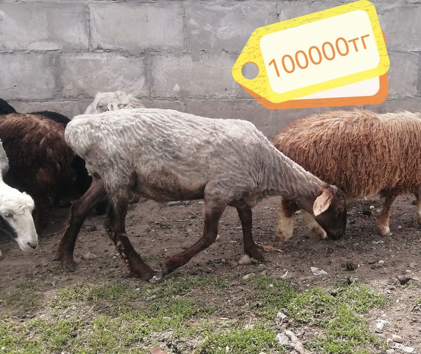 Продам баран на мясо