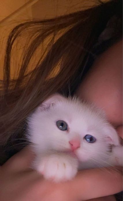 Мушукчалар сотилади