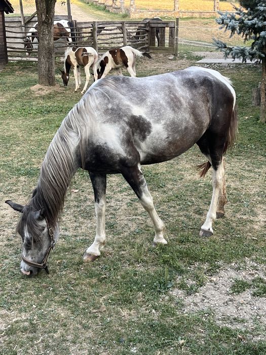 Vand iapa 5 ani calarie pentru copii , cuminte si ascultatoare.