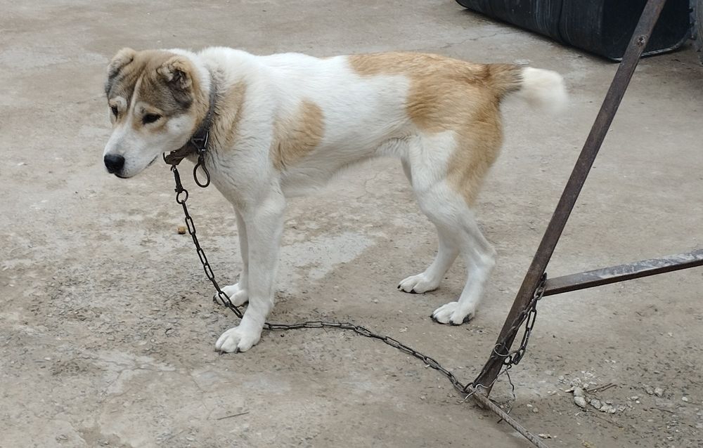 Алабай ИТ сатаман 1жаста