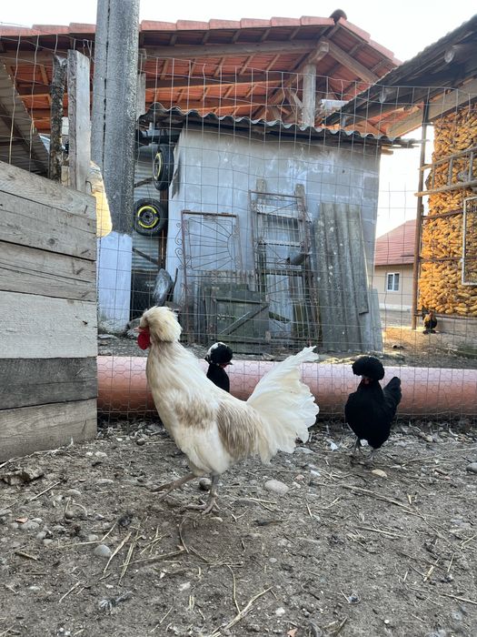 Vand motata olandeza