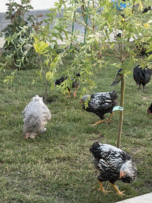 Gaini din rasele Australorp si Wyandotte