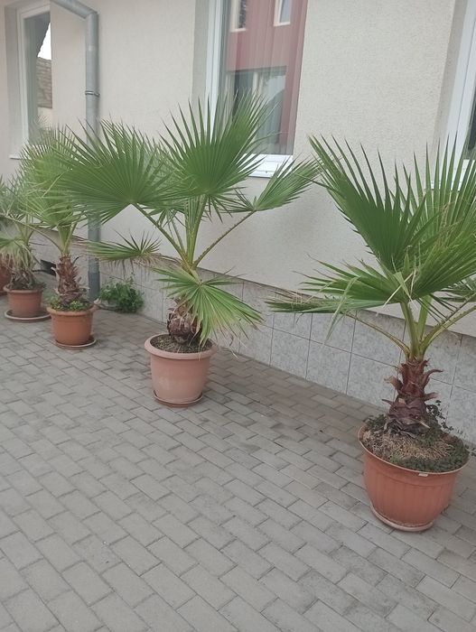 Palmieri washintonia