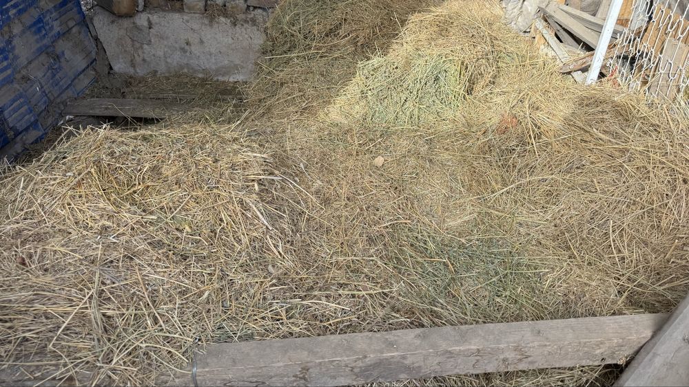 Шоп барлыгын осы багага алып кетиниздер