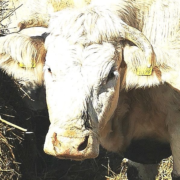 Vand  vaca  rasa de carne Charolaise