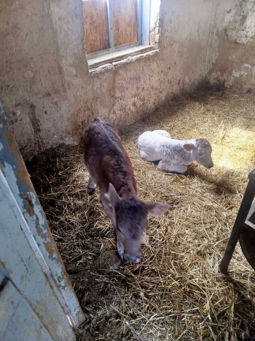 Отдам телёнка беспалтно