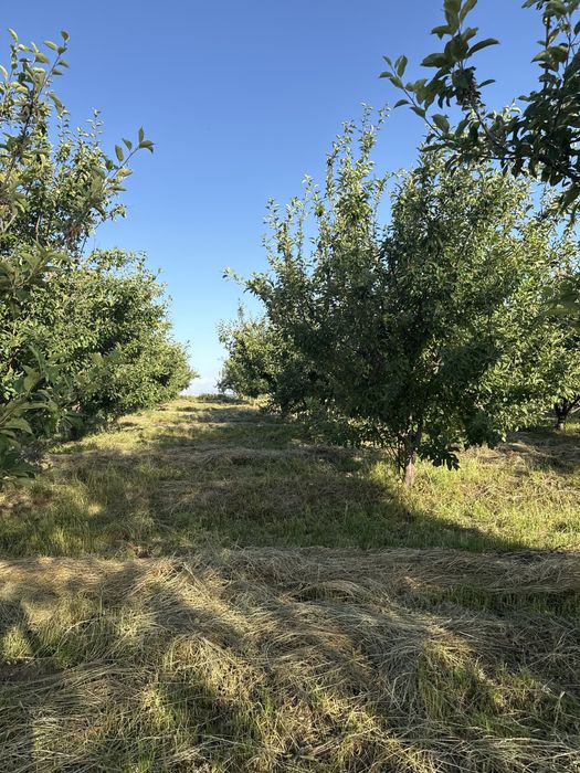 Алмау бау поливной