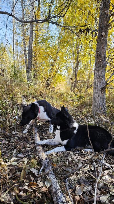 Продам щенков лайки