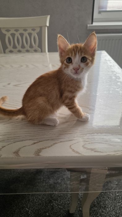 Котята бесплатно, бепул мушукчалар