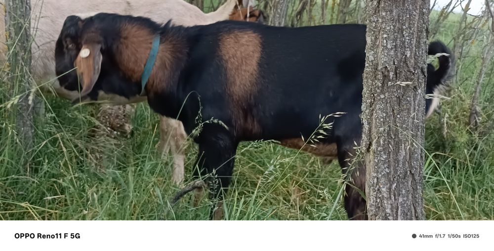 Vând țapi anglonubieni