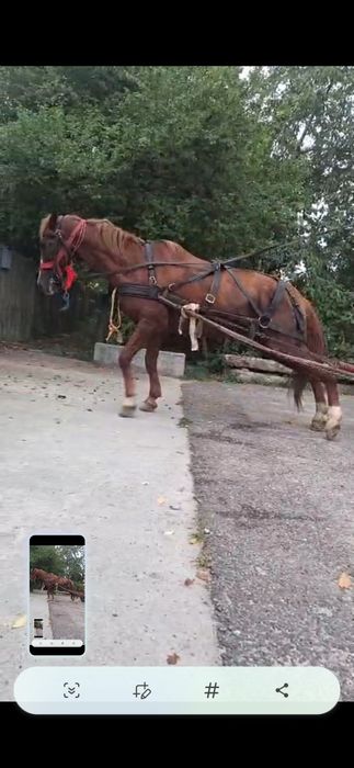 Vand armasar 10 ani cuminte