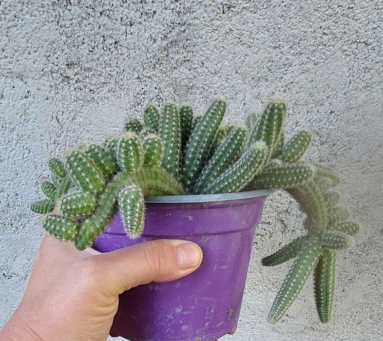 Vand Aspidistra Elatior , Pana Cocosului + alte plante