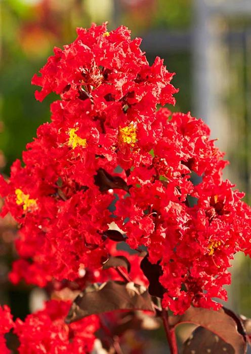 Liliac Indian (Diferite Culori )