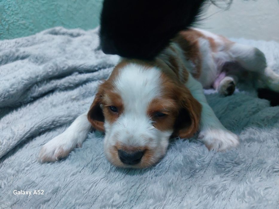 Щенки спаниель  !!!