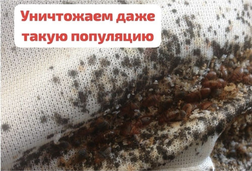 Травить клопов и тараканов