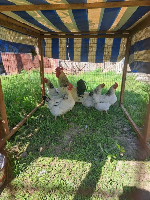 Цыплята Адлер Серебристый