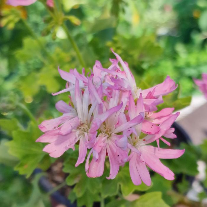 Пеларгонии в городе Абай