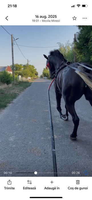 Disponibilă iapa de 5 ani