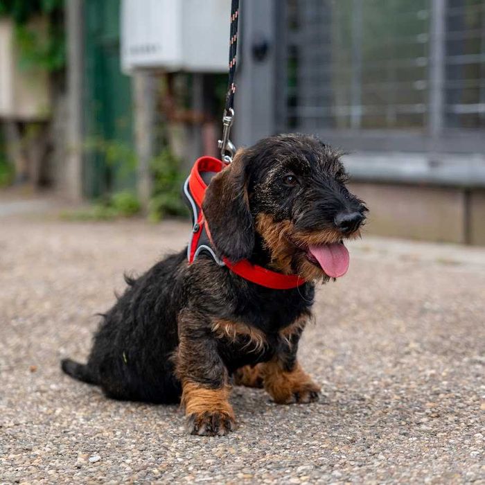Mascul de teckel sarmos standard cu Pedigree A