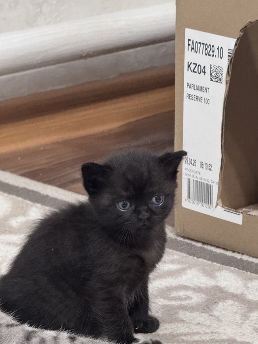 Продам котят девочка и мальчик