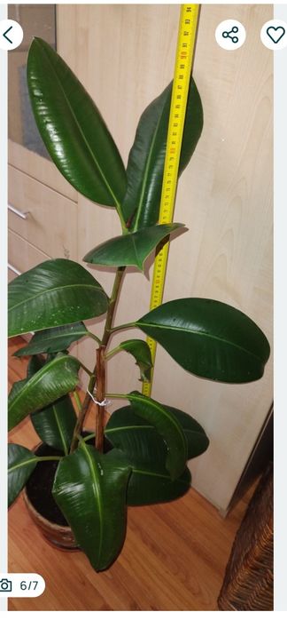 ficus, plantă naturală decorativă