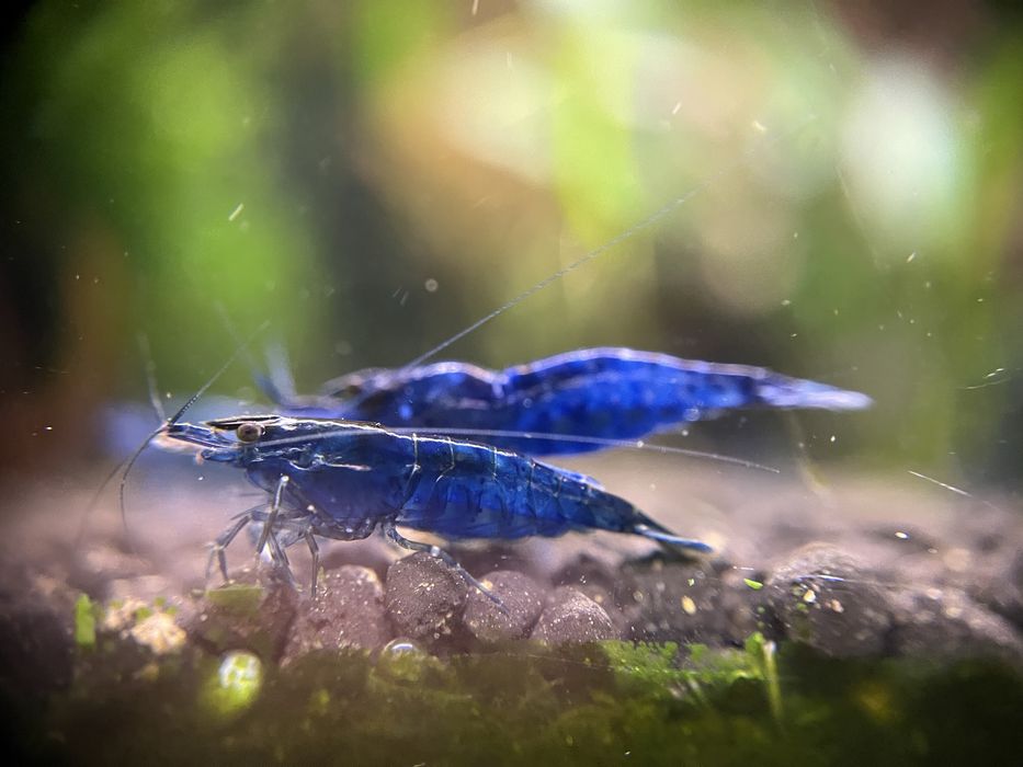 20 + 8 gratis Mix neocaridina creveti Blue Red Yellow Orange Sakura