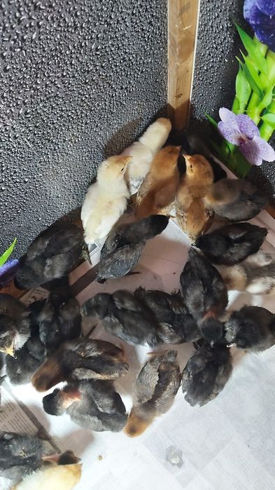 Продам  цыплят разных пород