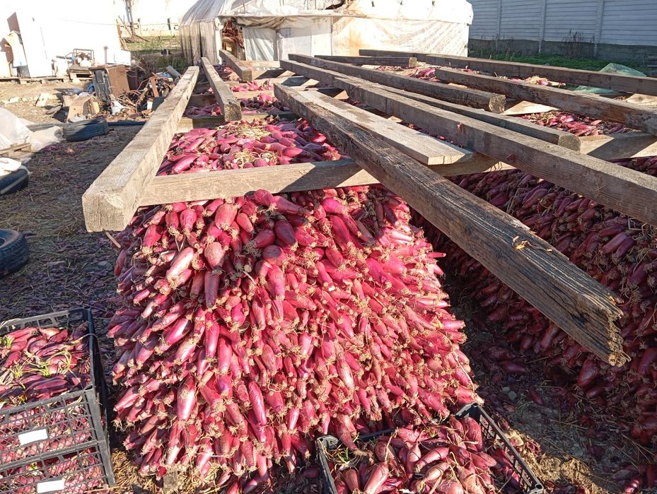 Ceapa roșie de Buzău