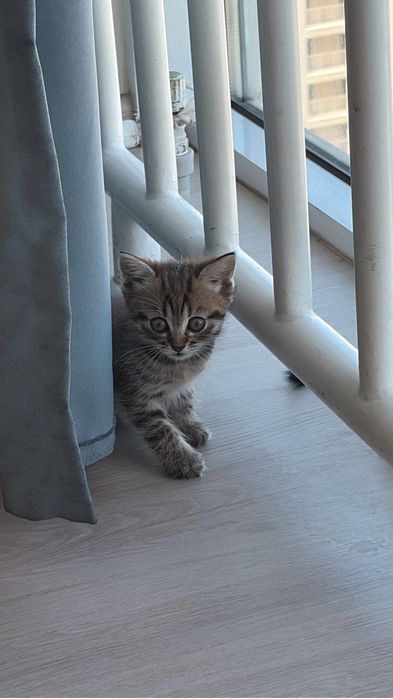 Котята отдаю  в нежные руки и добрым хозяевам