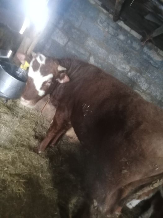 Продам бычков с откорма 3500 за кг