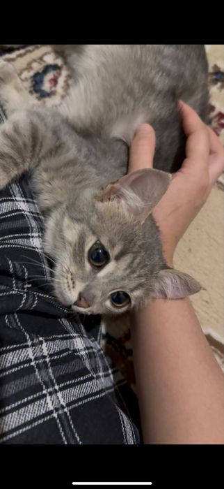 Отдам котёнка, девочку