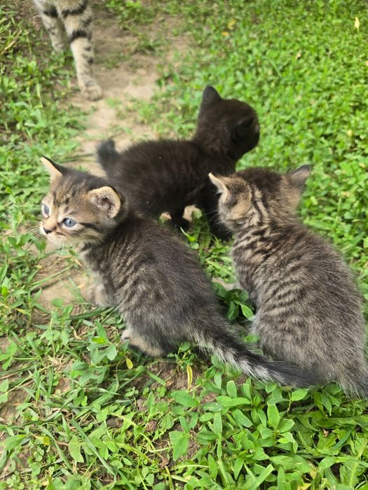Отдам котят в добрые руки