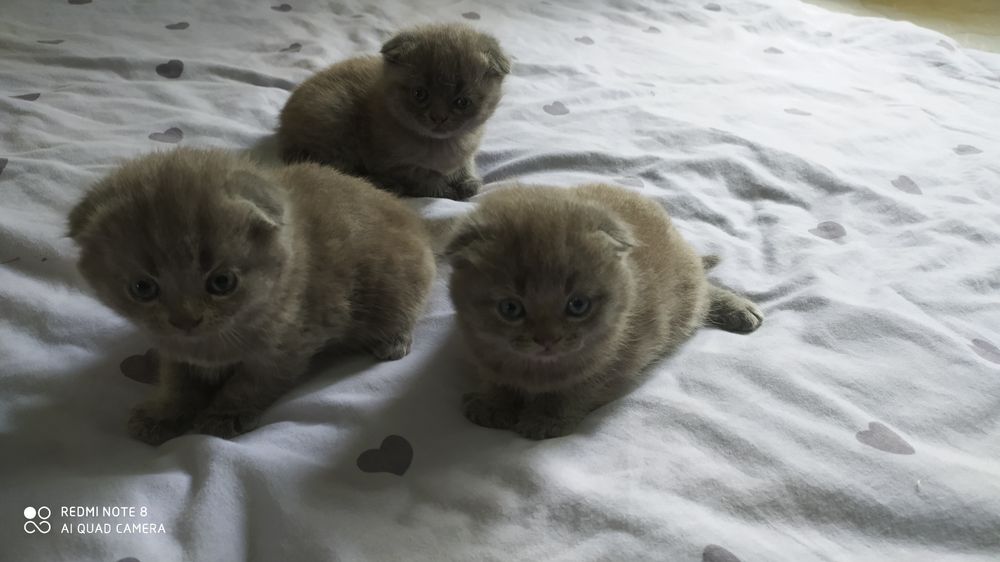 Шотландские Вислоухие котята Фолд