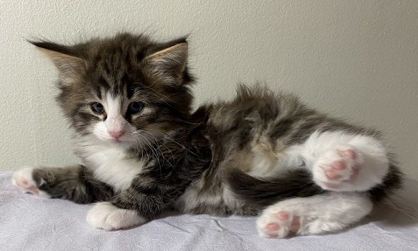Maine Coon disponibil