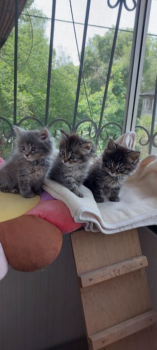 Отдам котят в добрые руки