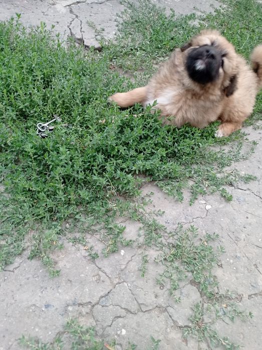 Щенок мальчик два месяца
