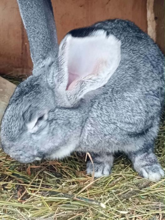 Vand iepuroi sau schimb!