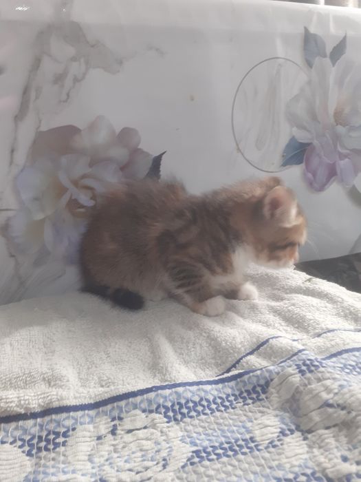 Срочно отдам котят.