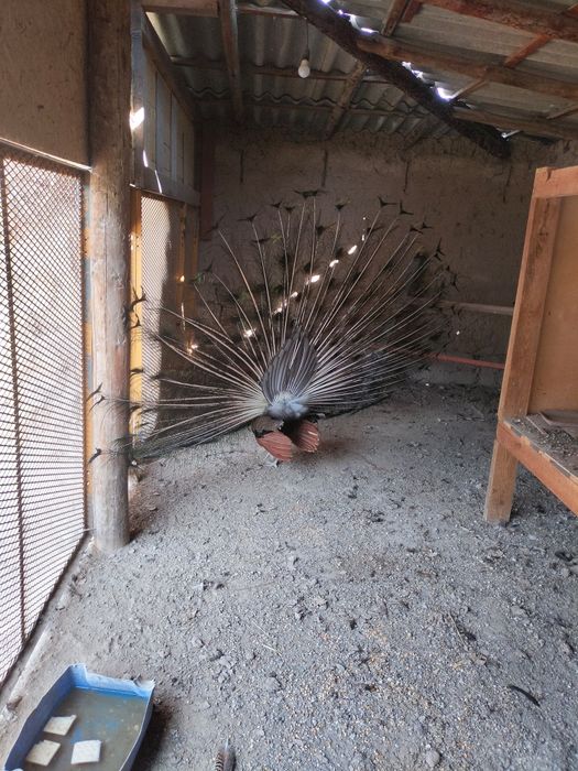 Паблин сатылады 80 мың Саудасы бар