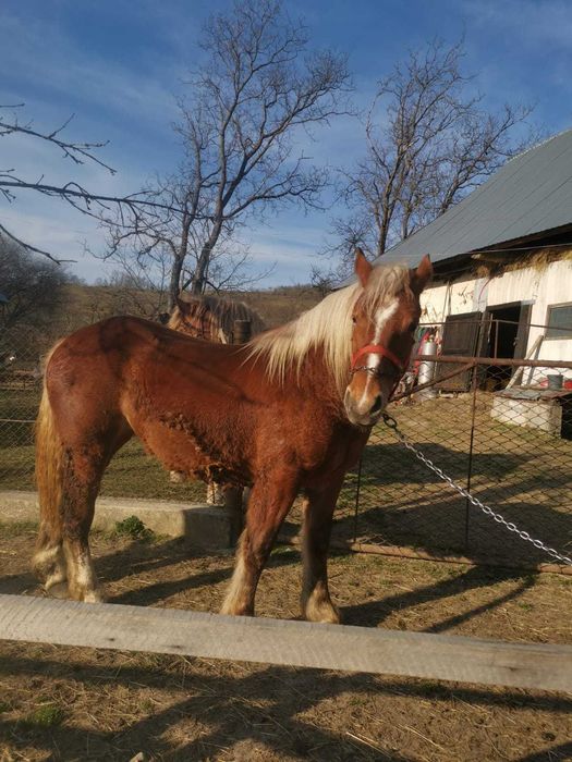 Manza tanara doi ani