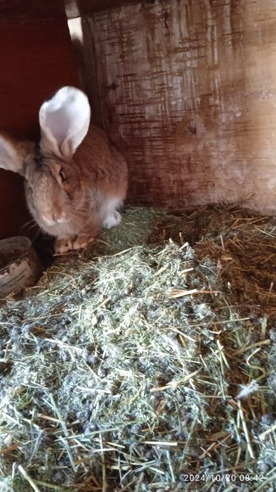 Прадам кралоф рабочих