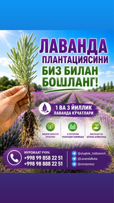 Лаванда кўчатлари