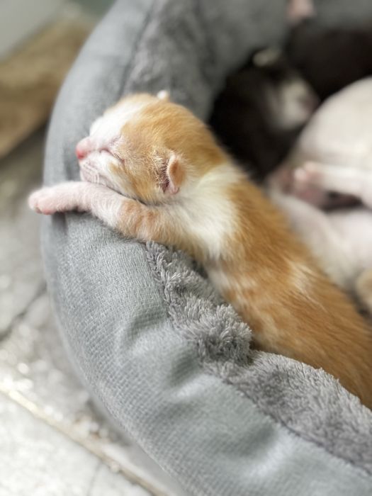 Котятки маленькие