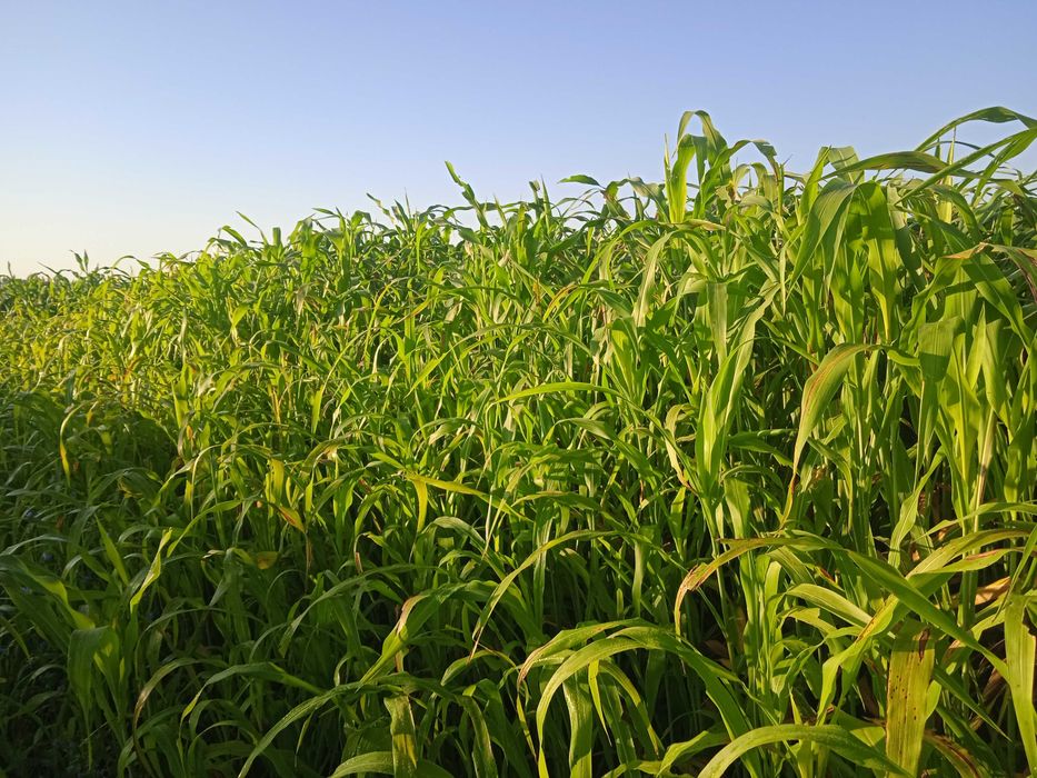 Молларга говуш сотилади